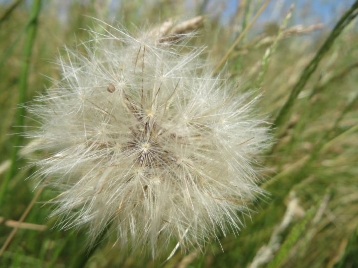 Puschel